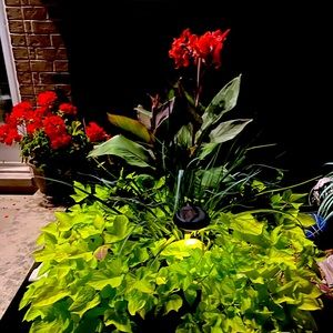 Meet your Posher, Daniela